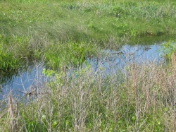 an example of a freshwater swale in Galveston Island State Park