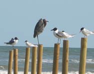 seabirds perched on pier poles in the gulf of mexico