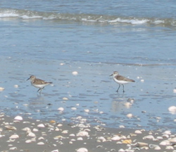 birds on the Gulf beach at Galveston Island