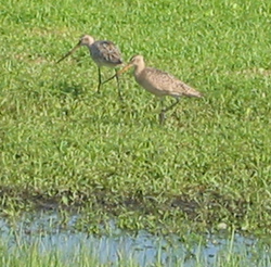 birds walking on the grass near fresh water