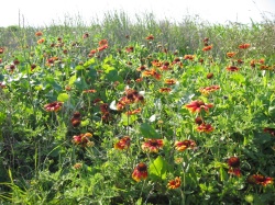 prairie flowers in Galveston Island State Park